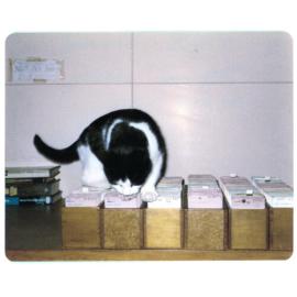 Petty Cash the Library Cat