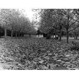 Autumn Leaves