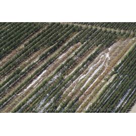 Apple Orchard on Dartmoor Road