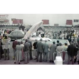Havelock North Float 1958