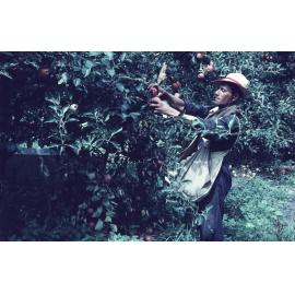 Apple Picking