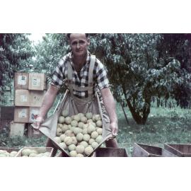 Picking Golden Queens
