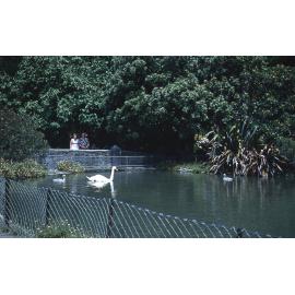 Swans at Cornwall Park
