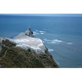 Gannet Colony