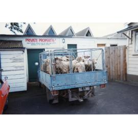 Sheep outside the Hastings Club