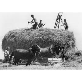Haymaking in Hawke's Bay