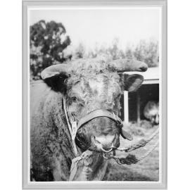 Sir Douglas MacLean's Champion Shorthorn bull.