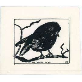 Ink drawing of New Zealand Black Robin