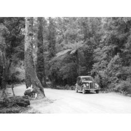 Car on Te Ara-o-Hinehopu Track