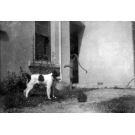 Fox Terrier Dog