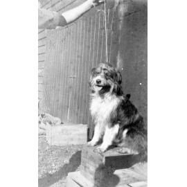 Photograph of a Dog Sitting on Box