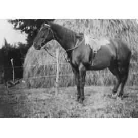 Horse in Front of Haystack