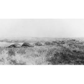 Mounted Rifles Horses Killed in Palestine
