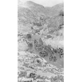 Wellington Mounted Rifles Watering Horses, Palestine