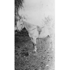 Grey Horse Belonging to Wellwood Family