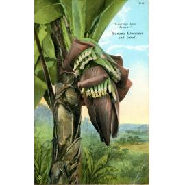 Banana Blossoms and Fruit, Jamaica