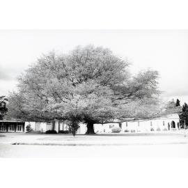 Oak Tree at St Luke's Anglican Church