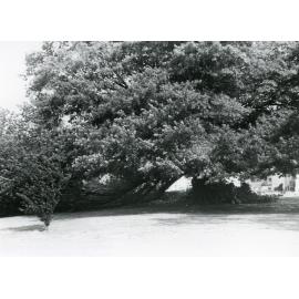 Damaged Oak Tree, St Luke's Church, Havelock North