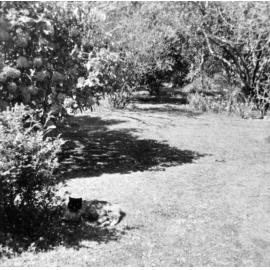Gardens of Whare Ra with Cat
