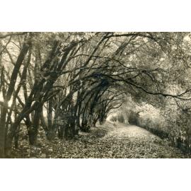 Trees and Path at Peloha, Havelock North
