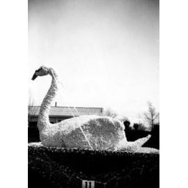 Griffiths Footwear Float - Hastings Blossom Festival 1952