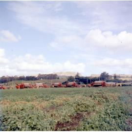 Pea Harvesting