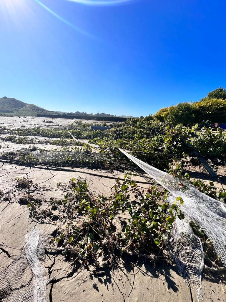 Shed 530 Estate Collection